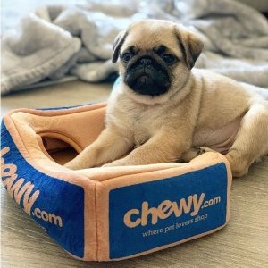 Chewy End of Summer Savings