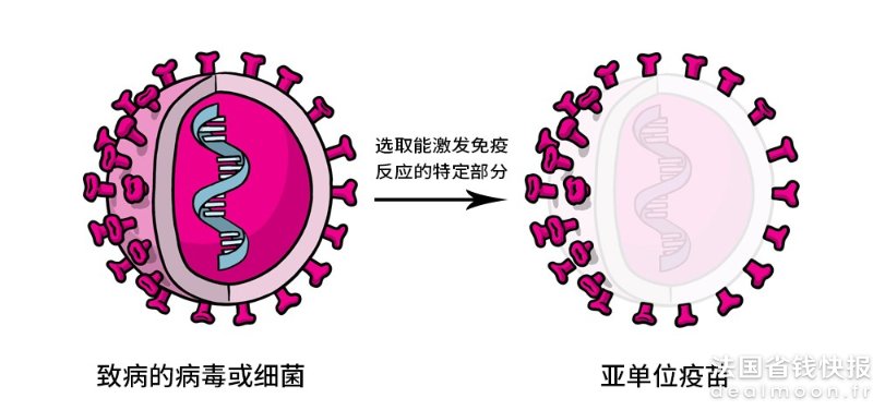 亚单位疫苗 Subunit Vaccine