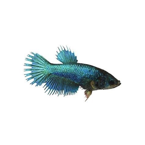 Blue Female Crowntail Betta Fish