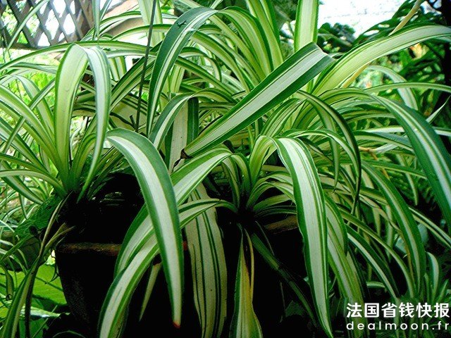chlorophytum-comosum