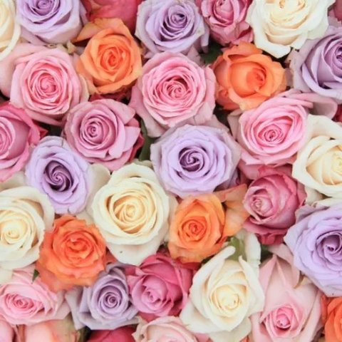 Rose Farmers 玫瑰农场 花束