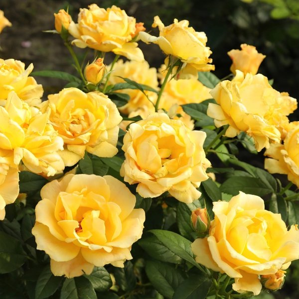 Bareroot Sunbelt® Tupelo Honey™ Climbing Rose - Yellow Blooms - Live Plants - 2 Piece