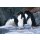 WWF 收养企鹅宝宝 获赠毛绒玩偶