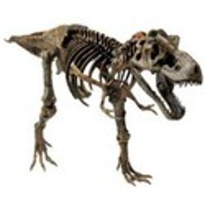 3英尺恐龙骨架模型