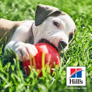 hills bioactive thrive and vigor