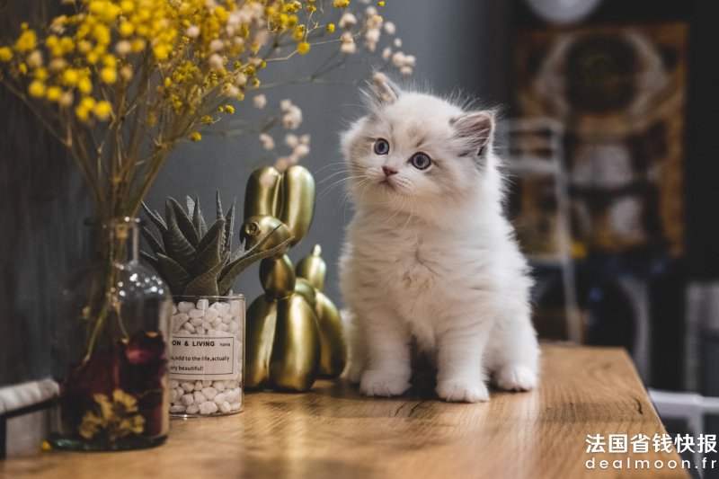steve-tsang-OZjypvcu3uo-unsplash