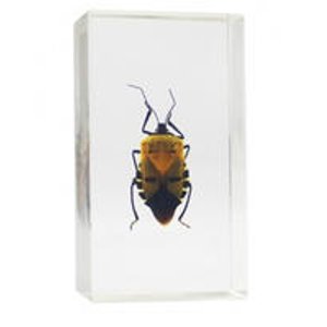 Real Bugs Insects in Resin or 3D Books @ OrangeOnions