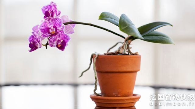 refleurir-orchidee-entretien_5541991