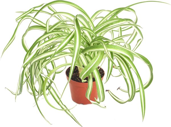Shop Succulents | 'Bonnie' Curly Spider Plant, Naturally Air Purifying House Plant in 4" Pot, Easy Care, Live Indoor House Plant