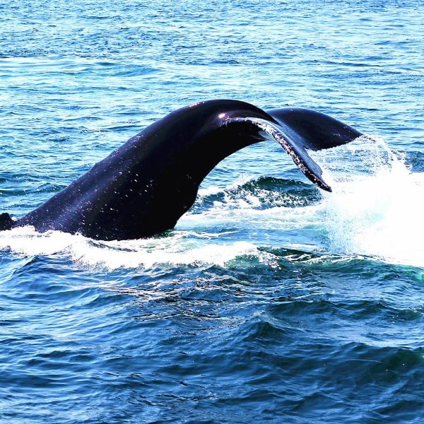 【电子票】波士顿观鲸船船票(Boston Harbor Whale Watching)