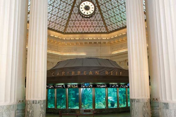 shedd-gallery-reef.jpg