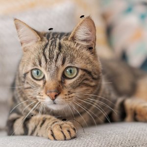 save 50%Petco New Cat Customer select cat Food, Litter, Treats & Supplies  Sale
