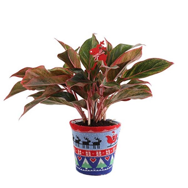 Chinese Evergreen, Siam Live Indoor Plant in Ugly Christmas Sweater Planter, 16 to 20-Inches Tall, Fresh From Our Farm, Great as Holiday Gift or Christmas Decoration