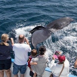 2–2.5 Hour Whale Watching and Dolphin Cruise from Davey's Locker (Up to 58% Off). All Fees Included.