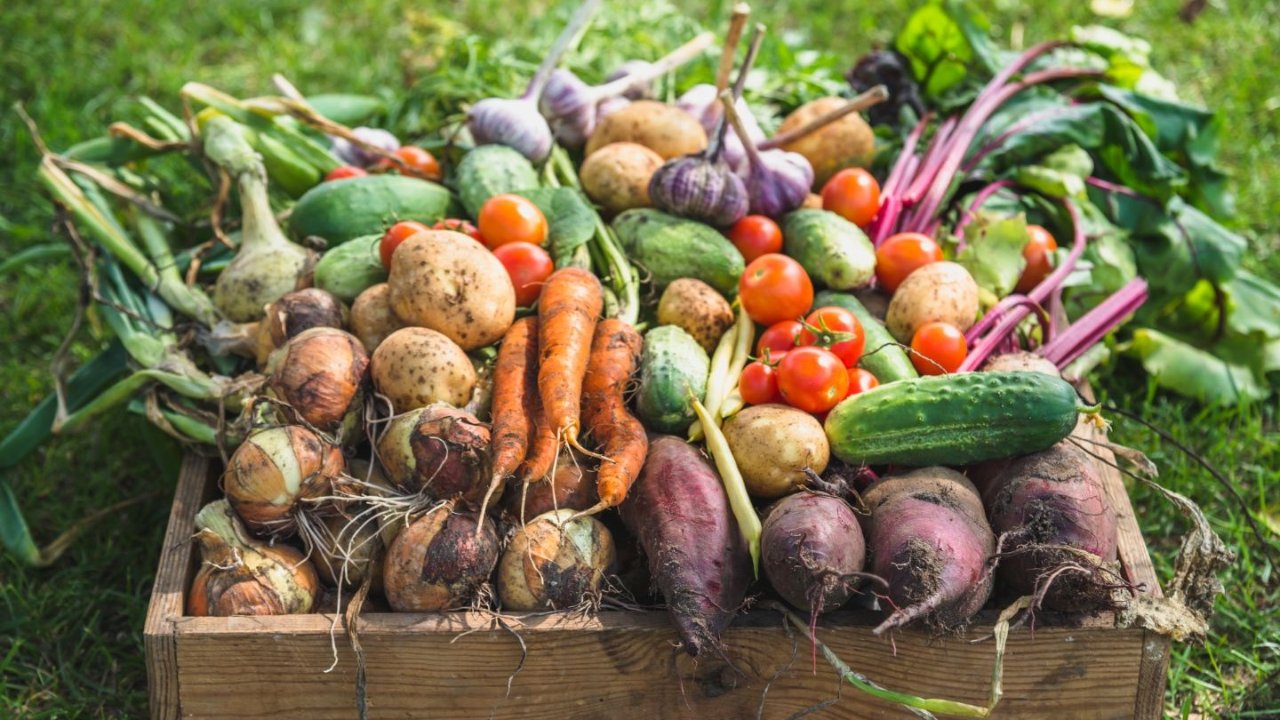 美国后院种菜攻略 | 种菜用什么土、种菜肥料、工具怎么选？哪些菜好种？