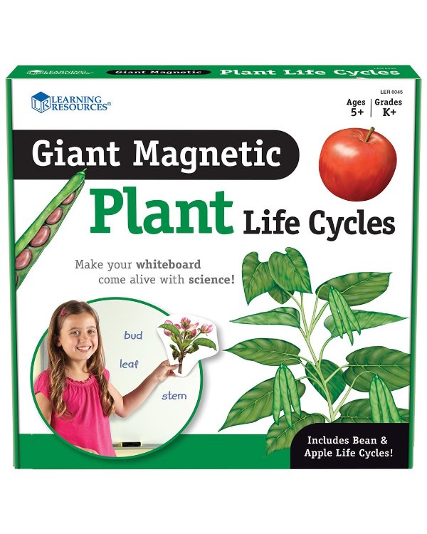 植物生长周期磁力贴展示教具