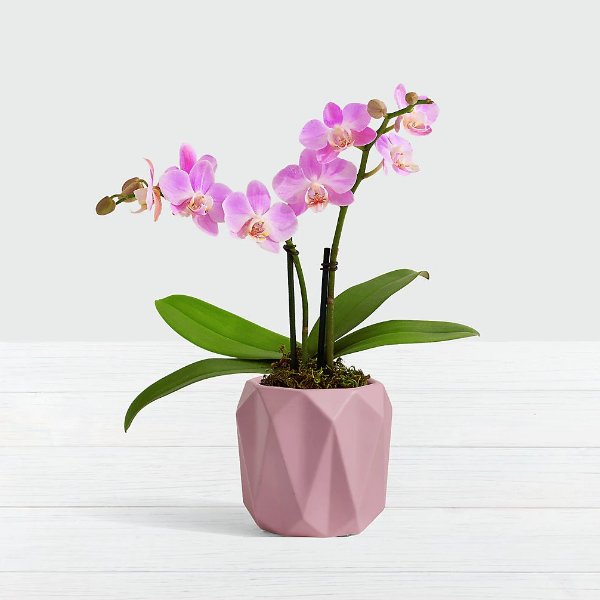Pink Mini Orchid in Lilac Origami Planter