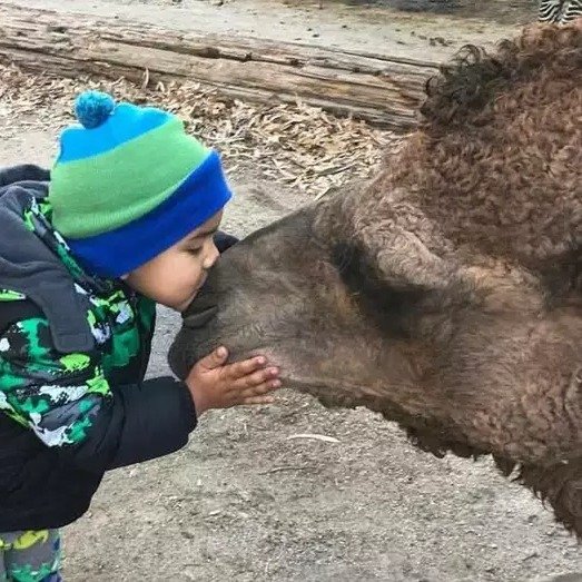 Two-Hour Camel Experience, Campfire, Cookies and S'mores for Up to Six at Reptacular Animals (Up to 75% Off)