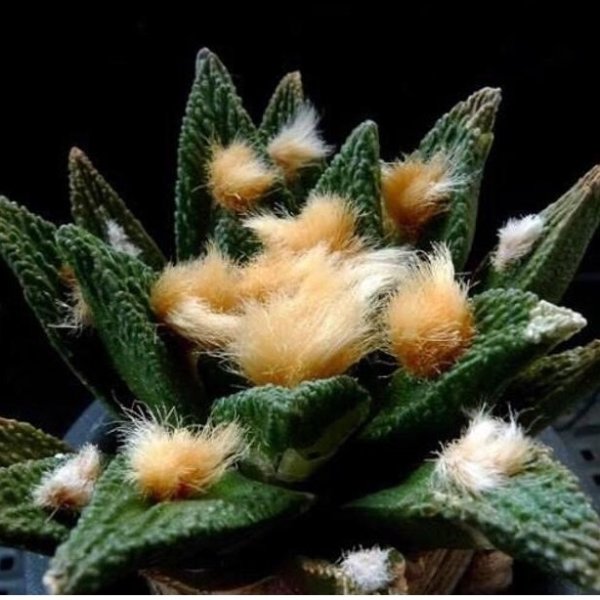 Ariocarpus bravoanus rare cactus 2 seeds | Etsy