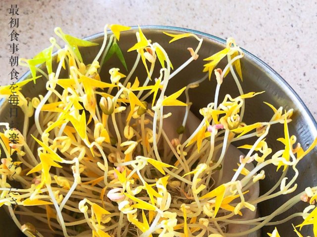 小白也能轻易种出豆芽