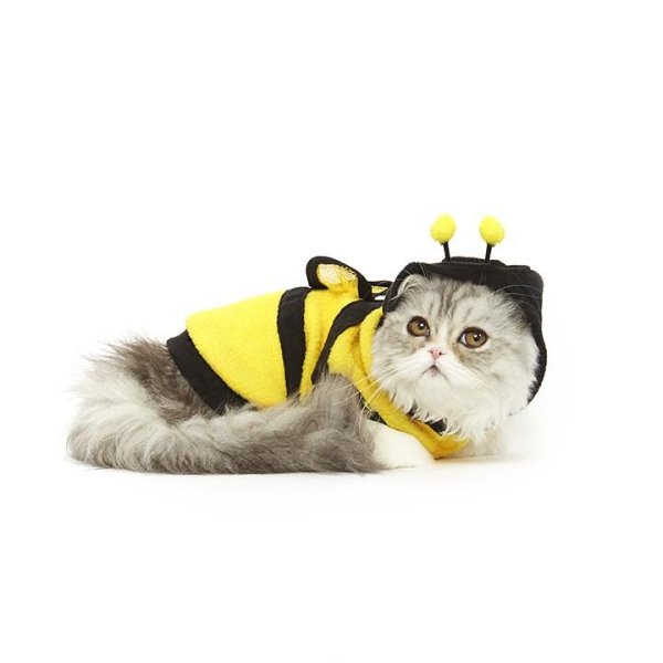 小蜜蜂猫咪衣服