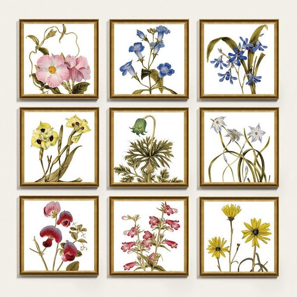 Botanica Framed Art Print Series