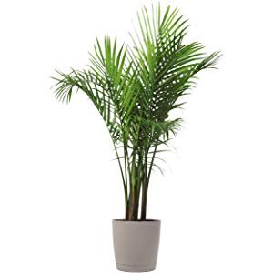 Save up to 30% on Indoor Live Plants