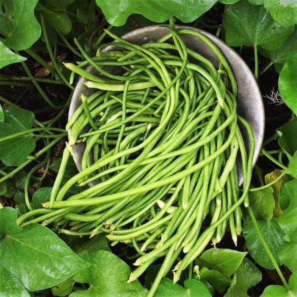 White Yard Long Bean Seeds Organic Non GMO Heirloom USA | Etsy