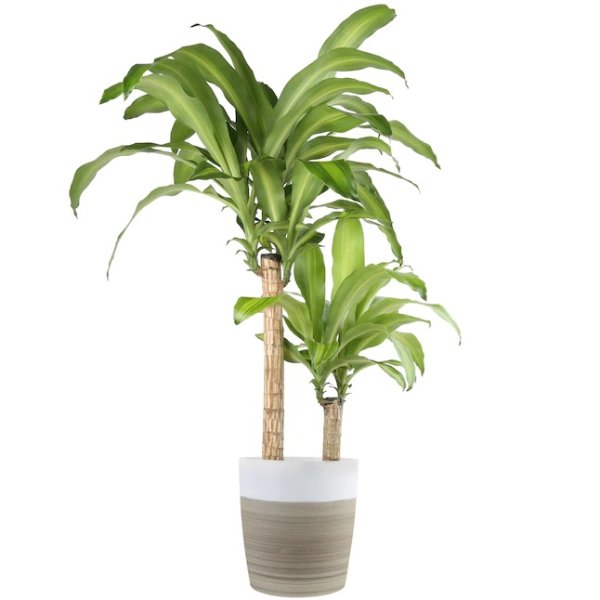 10-in No Flowers Mass Cane in Plastic Pot (Mcv) Lowes.com