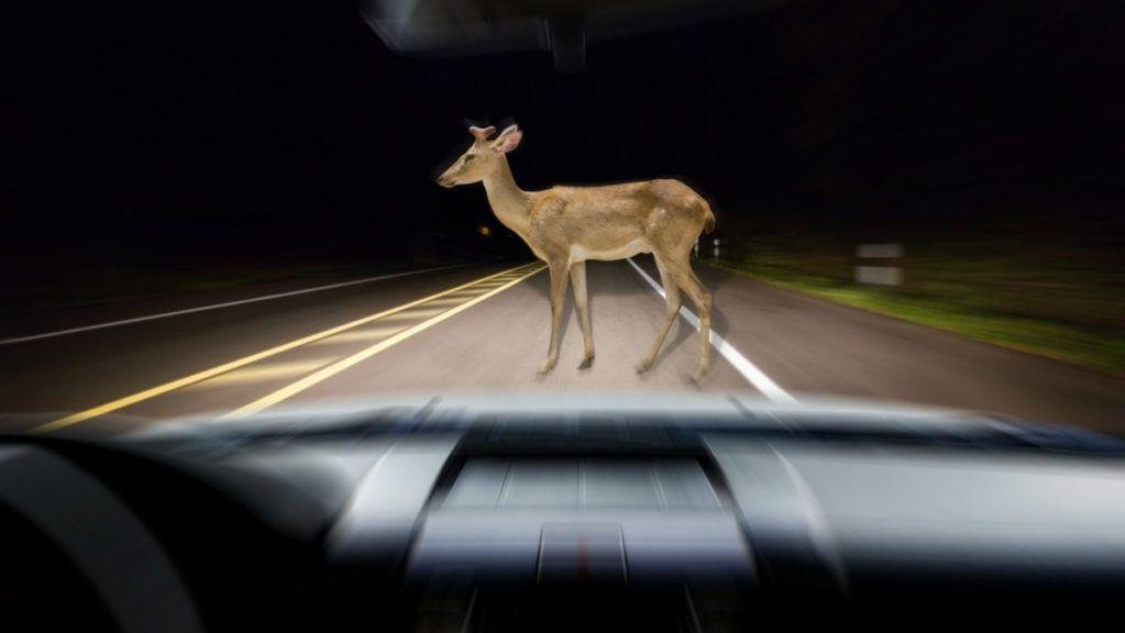 干货‼️撞上鹿后，要怎样处理？如何应对美国公路上的“鹿闯”？