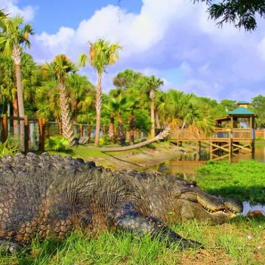 Everglades Wildlife Park Admission