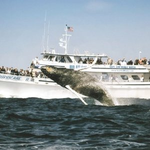 Boston Four-Hour Whale-Watching Cruise for One