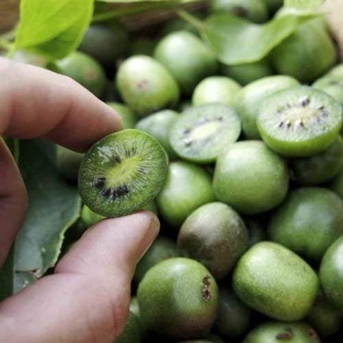 Actinidia arguta Hardy kiwi Mini Cocktail Kiwi Vine 50+ seeds
