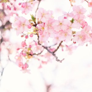 樱花季专场丨首饰、彩妆、穿搭丨氛围好物 春天正确打开方式