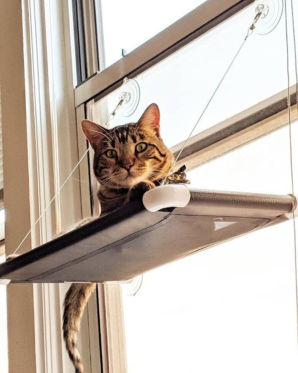 猫咪阳光吊床