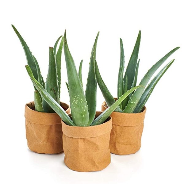 Shop Succulents Live Aloe Vera Plant 4" in Kraft Pot (Collection of 3) - House Plant - Medicinal Aloe - Air Purifying-Indoor/Outdoor Plant