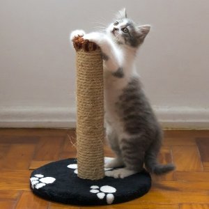 Petco Cat Furniture & Scratcher on Sale