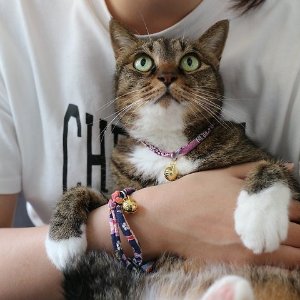 Necoichi Cat Collar on Sale