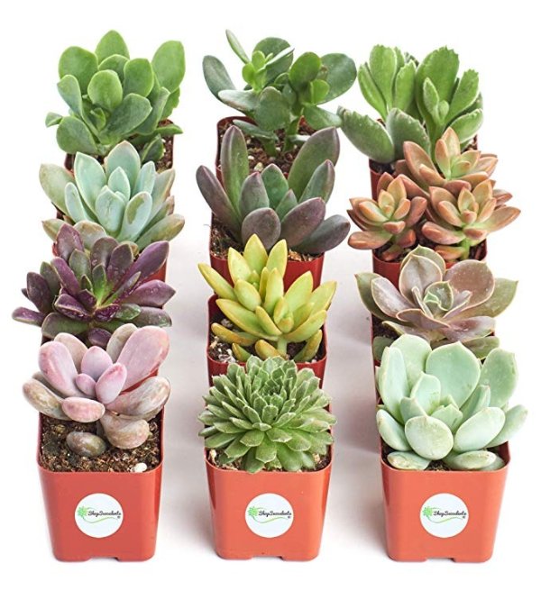 | Unique Collection of Live Succulent Plants, Hand Selected Variety Pack of Mini Succulents | Collection of 12
