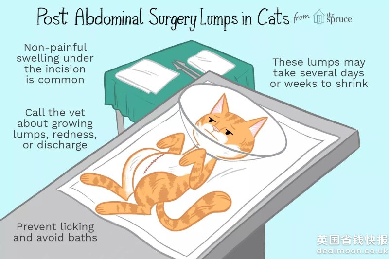 post-abdominal-surgery-spay-lump-normal-3384916_FINAL-5c0e6caf46e0fb00018baf63_wps图片.jpg