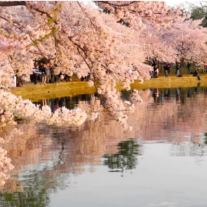 Exclusive Cherry Blossom Packages on Washington.D.C @Hilton
