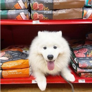 Petco Dog Dry Food on Sale