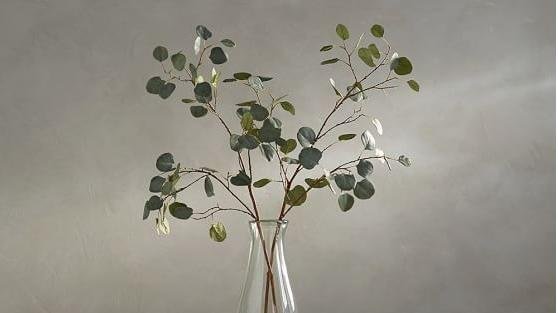造园•志［植物笔记］小小​Eucalyptus ［尤加利］－用它打造 ［ 高、冷 ］气质