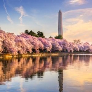 Washington Sakura Season and More Spring Trip Ideas