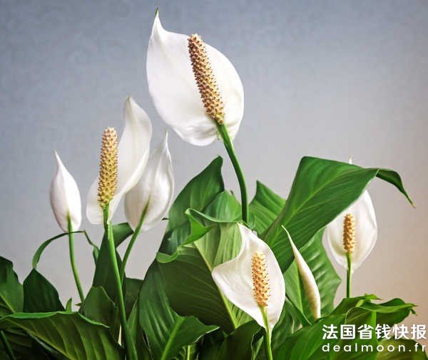 Spathiphyllum