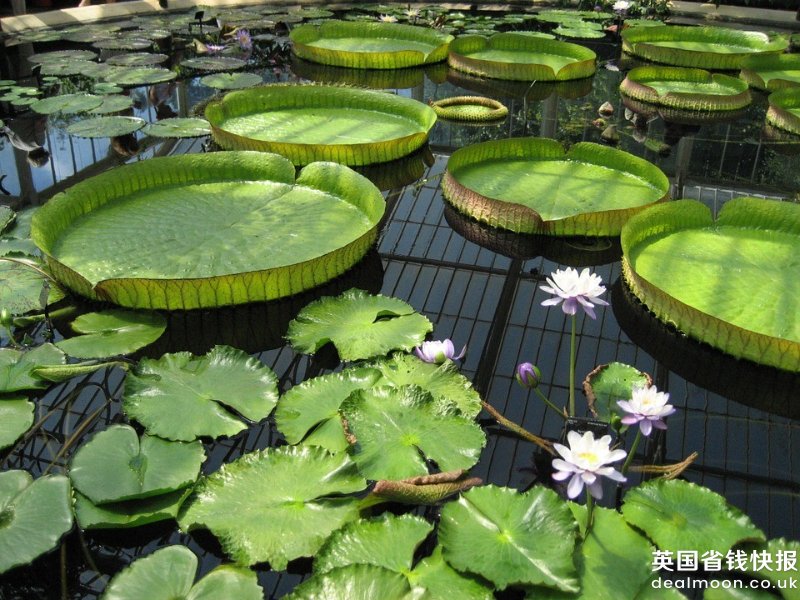 lily-pad-500600_960_720