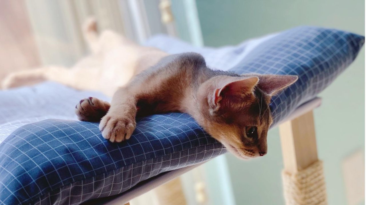 新手养猫｜猫间精品：✨阿比蓝孩✨「01 领养过程」