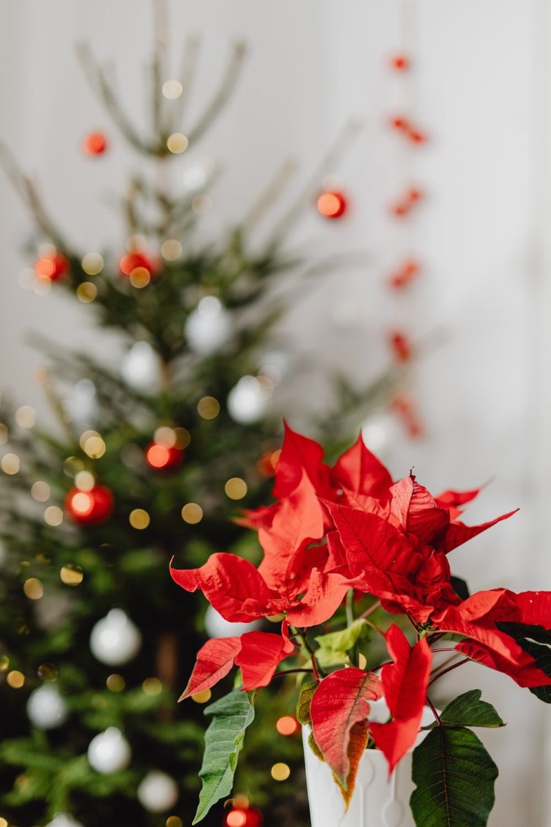 pexels-photo-5913953