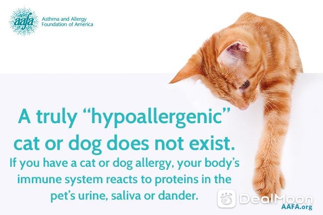 hypoallergenic-dogs-cats-dont-exist.png