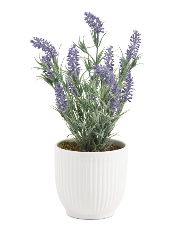Lavender Plant In Shiny Pot